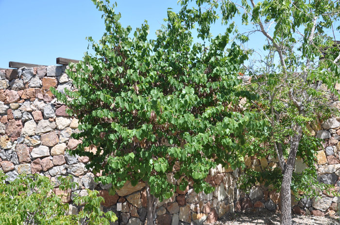 Plant photo of: Cercis canadensis v. mexicana
