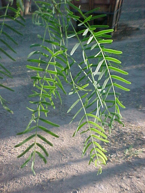 Plant photo of: Prosopis glandulosa 'Maverick'