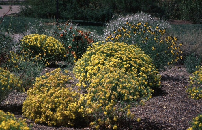 Plant photo of: Psilostrophe tagetina