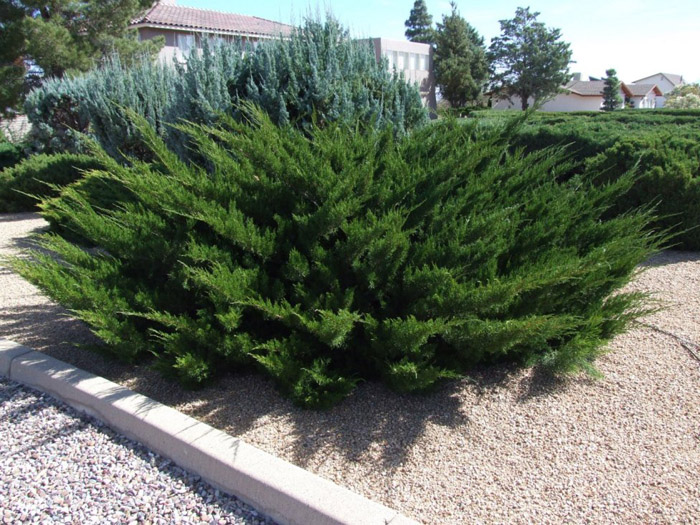 Plant photo of: Juniperus chinensis 'Pfitzeriana'