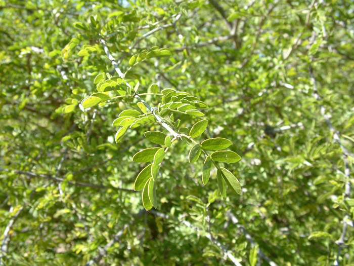 Plant photo of: Lycium fremontii