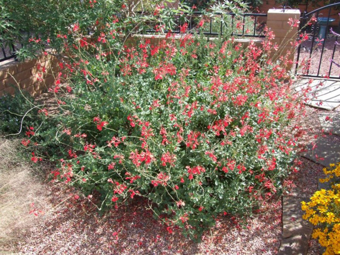 Plant photo of: Salvia greggii 'Furman's Red'