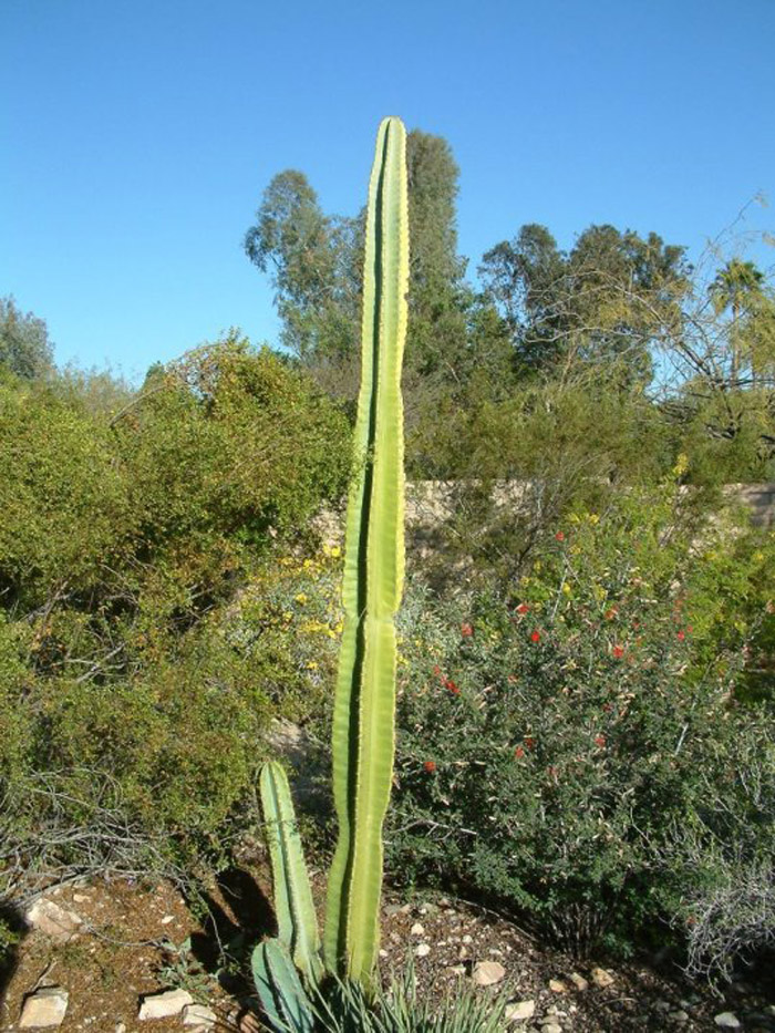 Plant photo of: Pachycereus marginatus