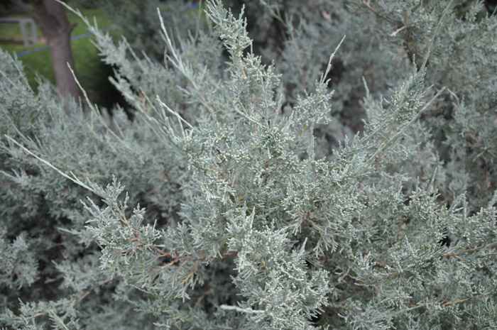 Plant photo of: Juniperus chinensis 'Pfitzeriana Glauca'