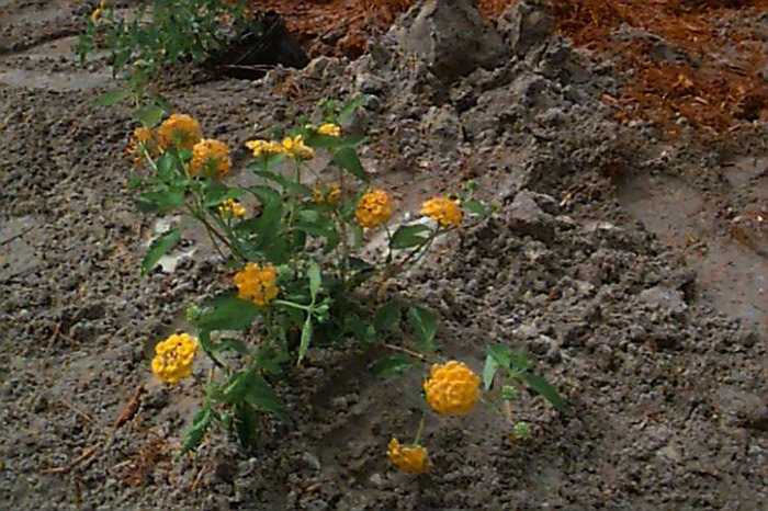 Plant photo of: Lantana 'Gold Mound'