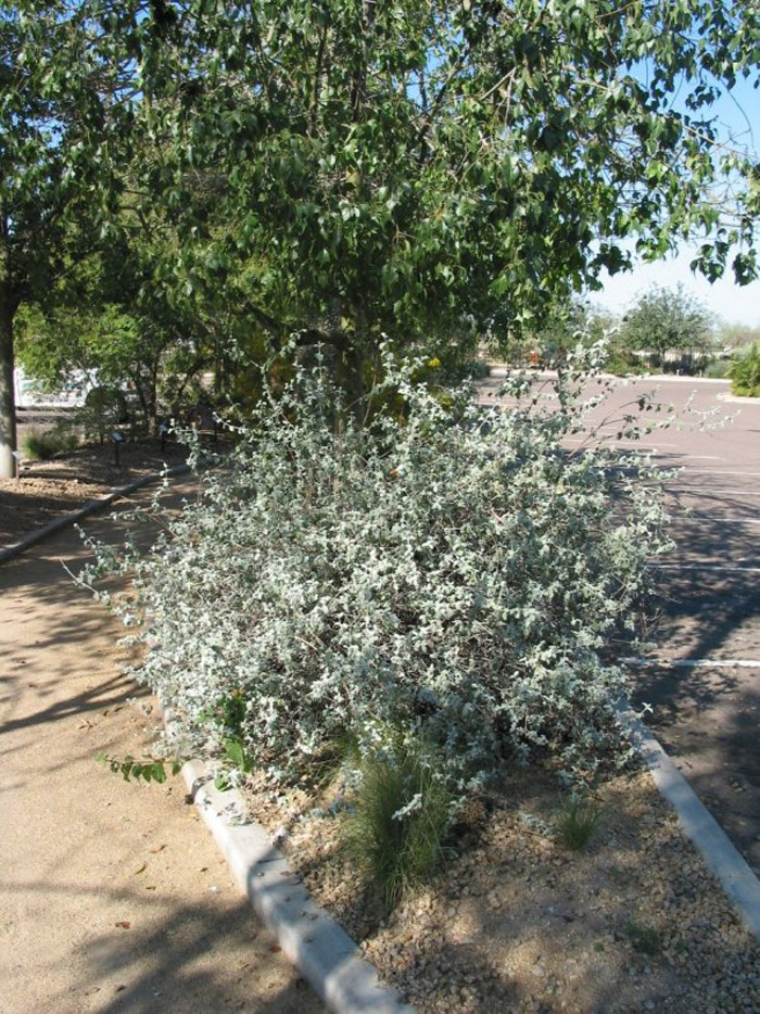 Buddleja marrubifolia