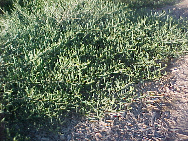Plant photo of: Acacia redolens 'Desert Carpet'