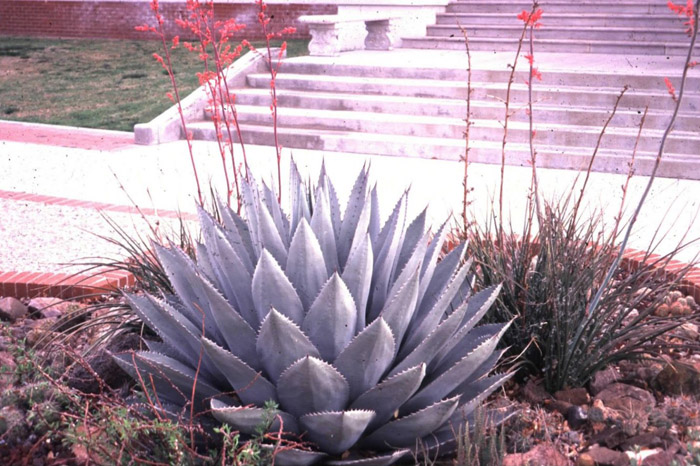 Plant photo of: Agave havardiana