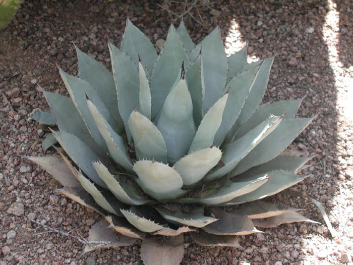 Plant photo of: Agave parryi v. couesii