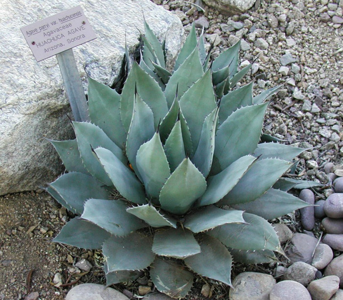 Plant photo of: Agave parryi v. huachucensis