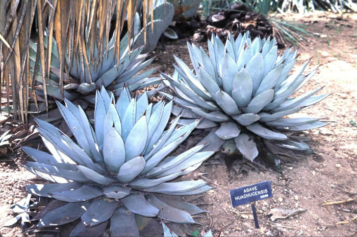 Plant photo of: Agave parryi v. huachucensis