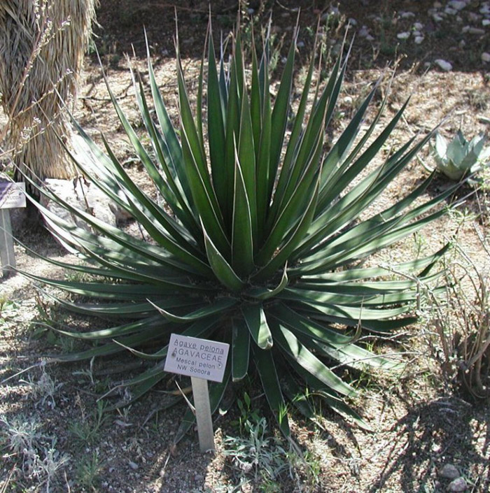 Plant photo of: Agave pelona