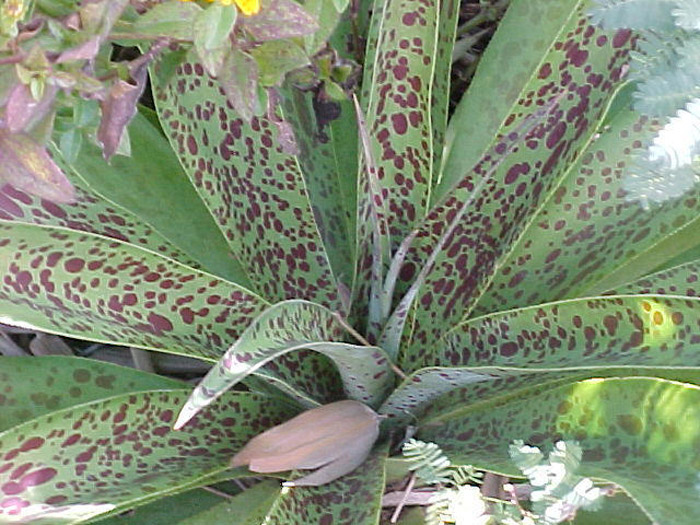 Plant photo of: Manfreda maculosa
