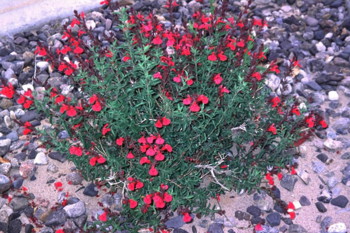 Plant photo of: Salvia greggii 'Sierra Linda'