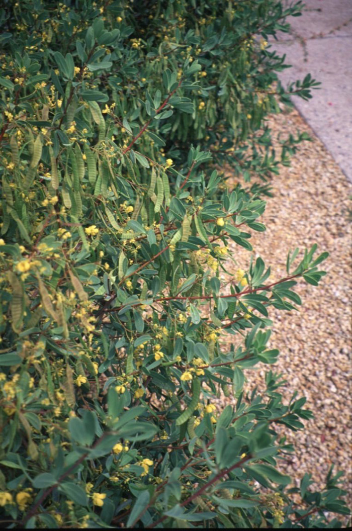 Plant photo of: Cassia oliogophylla