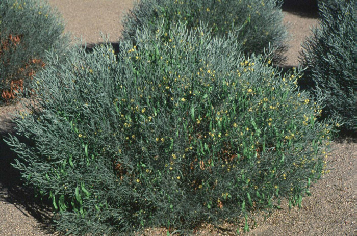 Plant photo of: Cassia artemisioides v. petiolaris