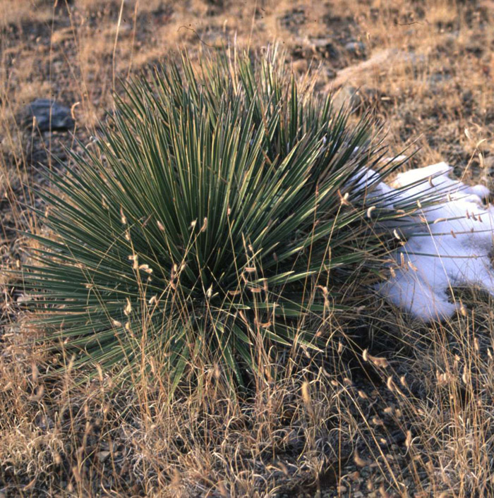 Plant photo of: Yucca glauca