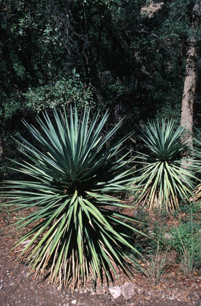 Plant photo of: Yucca schottii