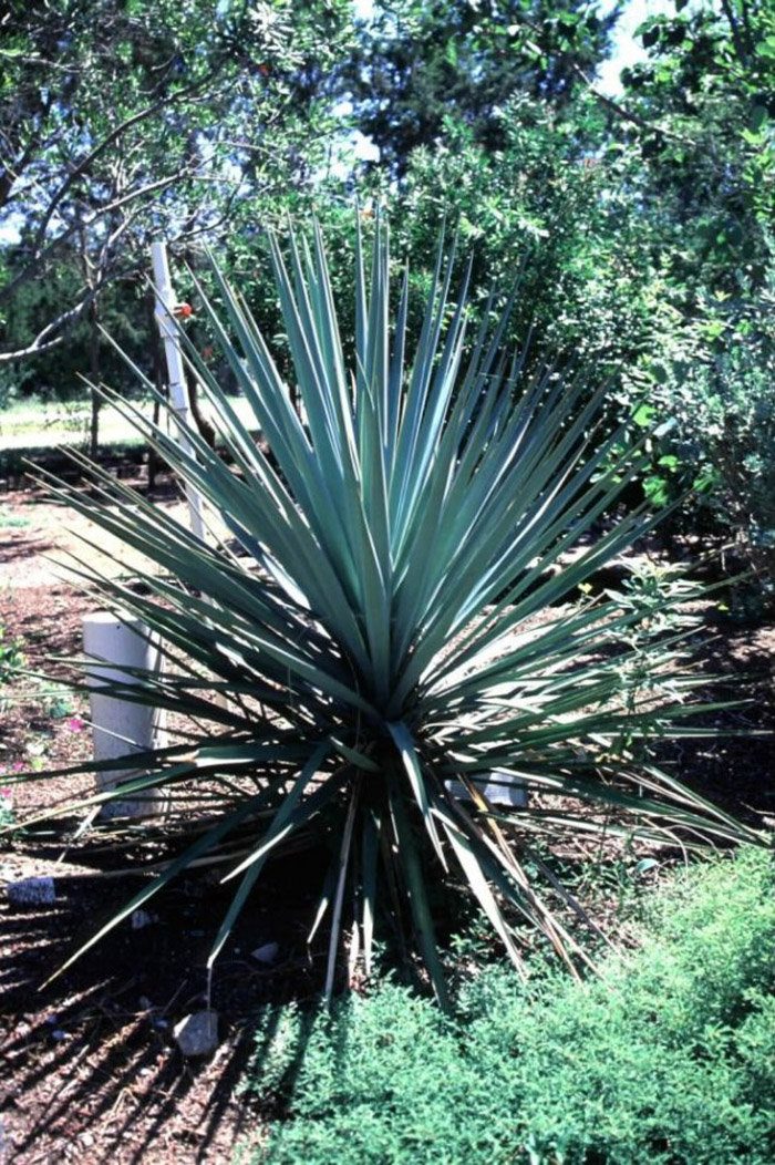 Plant photo of: Yucca schottii