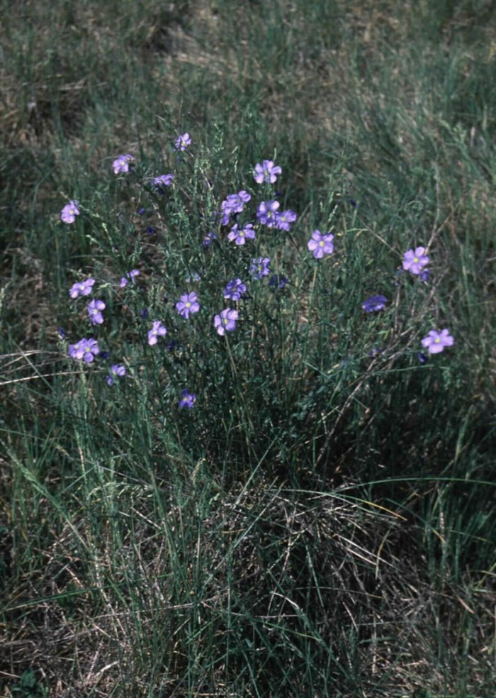 Plant photo of: Linum lewisii