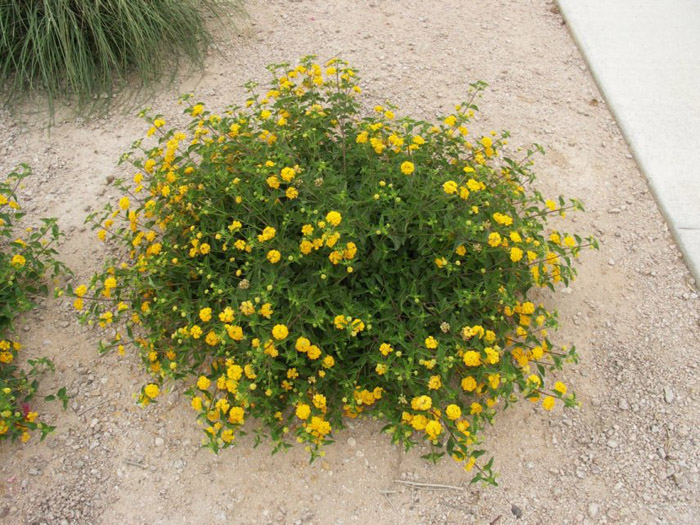 Plant photo of: Lantana hybrid