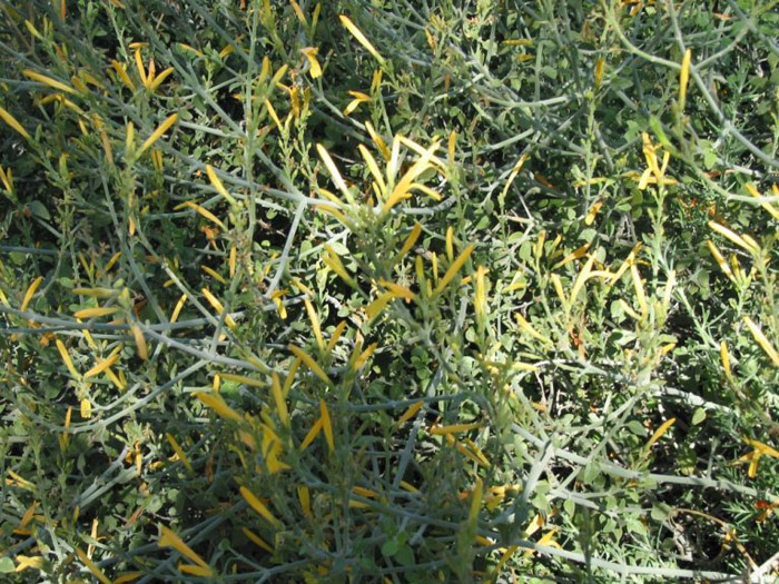 Plant photo of: Justicia californica 'Yellow'