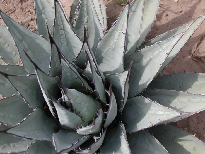 Plant photo of: Agave neomexicana