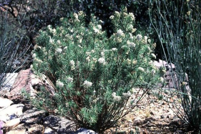 Plant photo of: Asclepias linaria