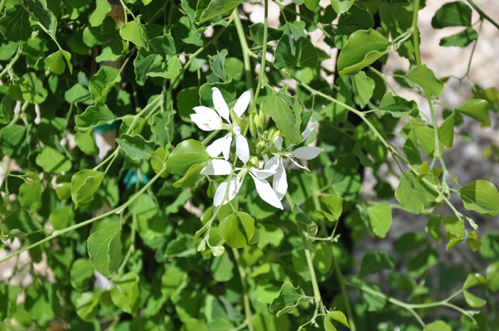 Plant photo of: Bauhinia lunariodes 'White'