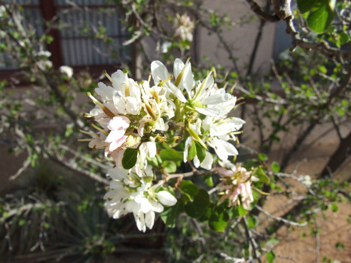 Plant photo of: Bauhinia lunariodes 'White'
