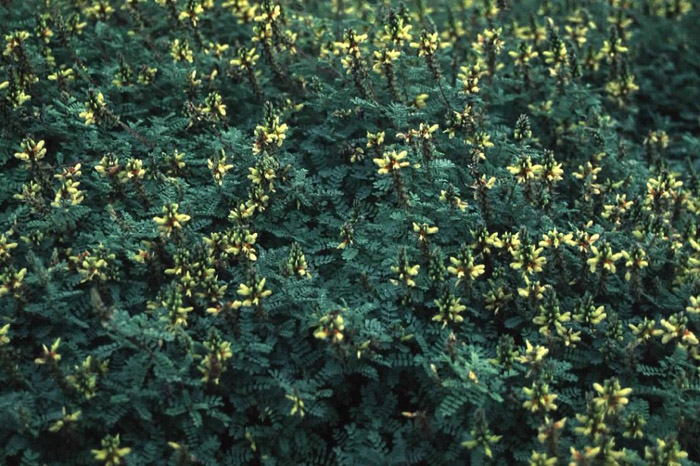 Plant photo of: Dalea capitata