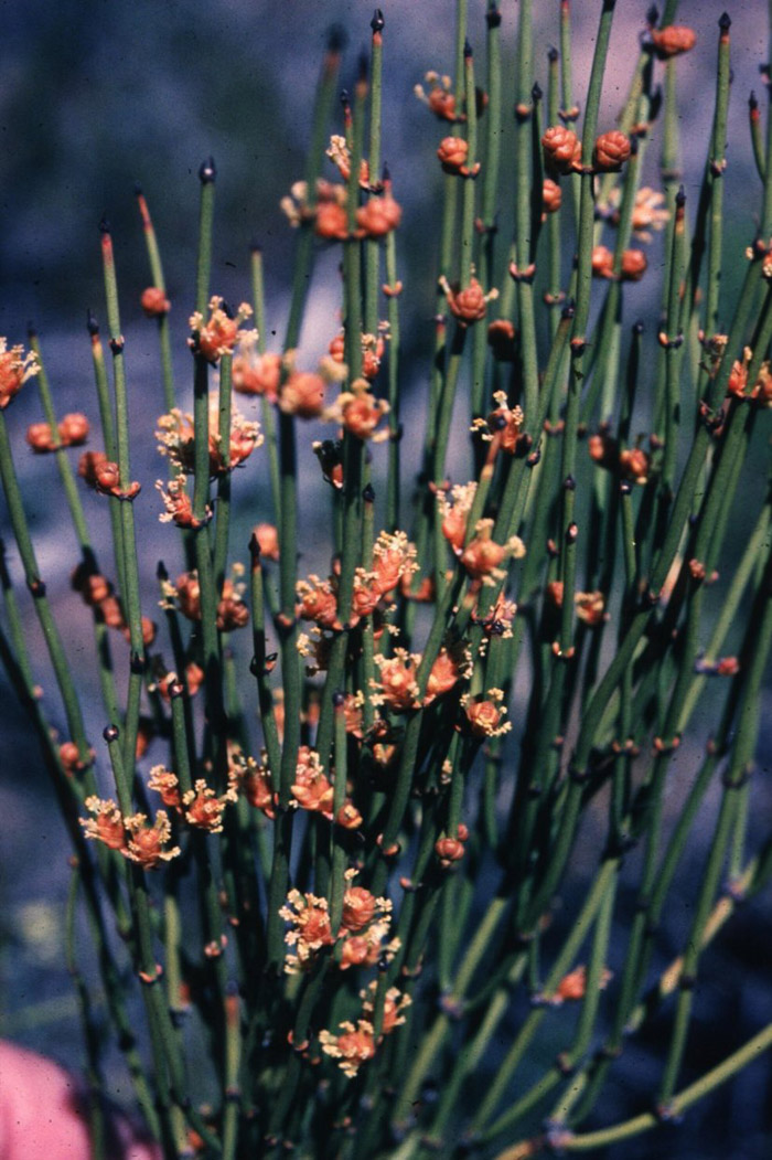 Plant photo of: Ephedra viridis