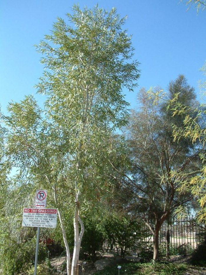Plant photo of: Eucalyptus papuana