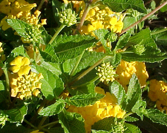Plant photo of: Lantana hybrid 'New Gold'