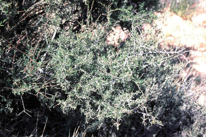 Plant photo of: Lycium andersonii