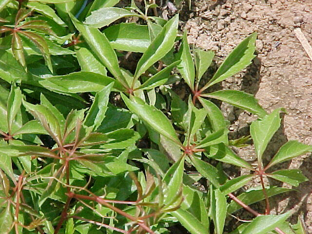 Plant photo of: Parthenocissus sp. 'Hacienda Creeper'