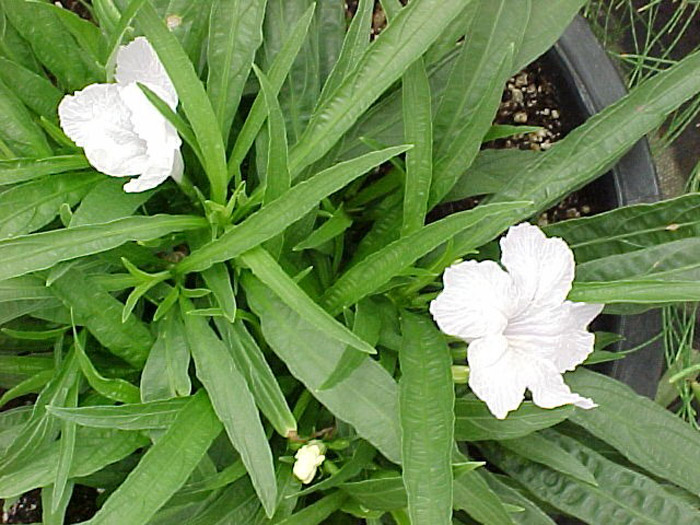 Plant photo of: Ruellia brittoniana 'Blanca'