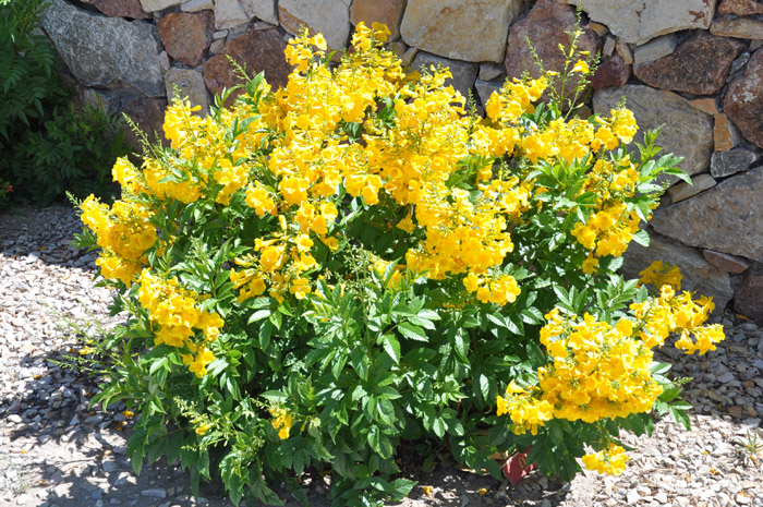 Plant photo of: Tecoma stans v. stans 'Gold Star'