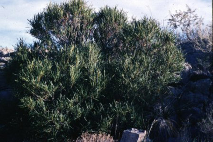 Vauquelinia cor. angustifolia