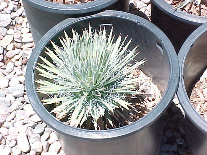 Plant photo of: Yucca baileyi