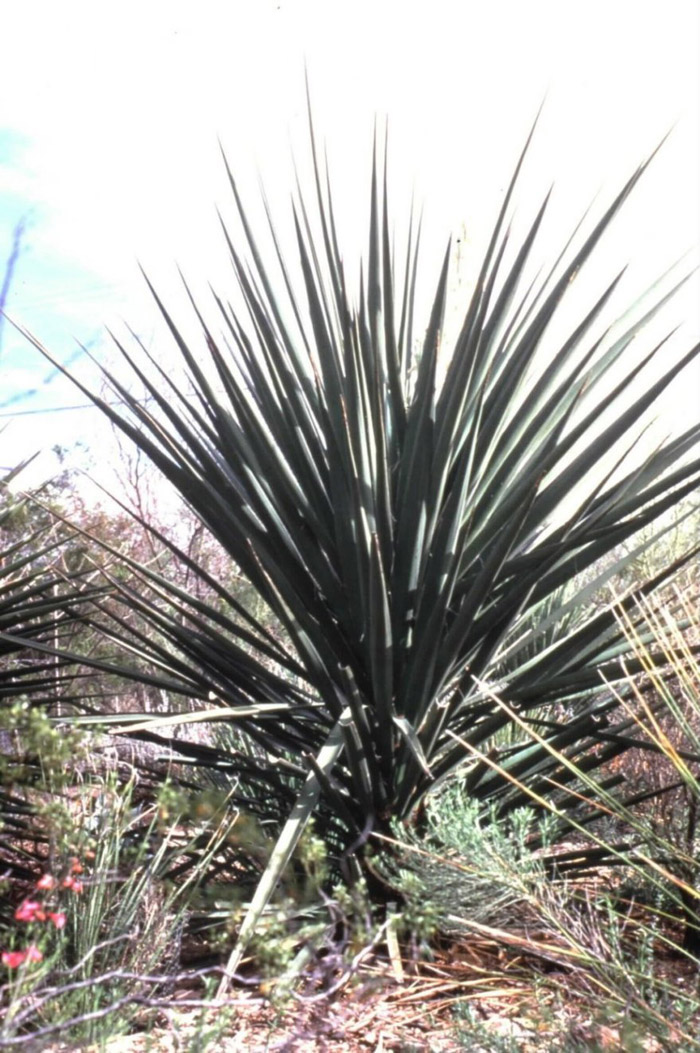 Plant photo of: Yucca grandiflora