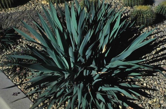Plant photo of: Yucca rupicola
