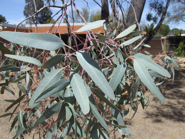 Plant photo of: Eucalyptus microtheca 'Blue Ghost'
