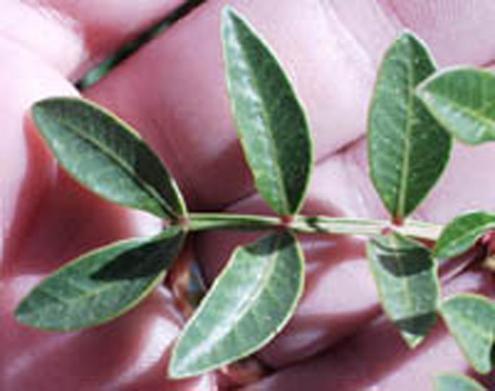 Plant photo of: Pistacia lentiscus