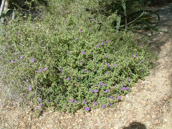 Plant photo of: Ruellia californica