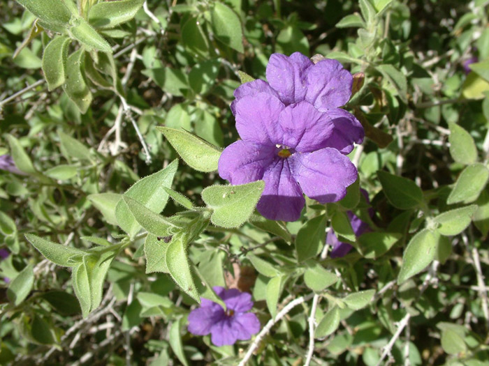 Plant photo of: Ruellia californica