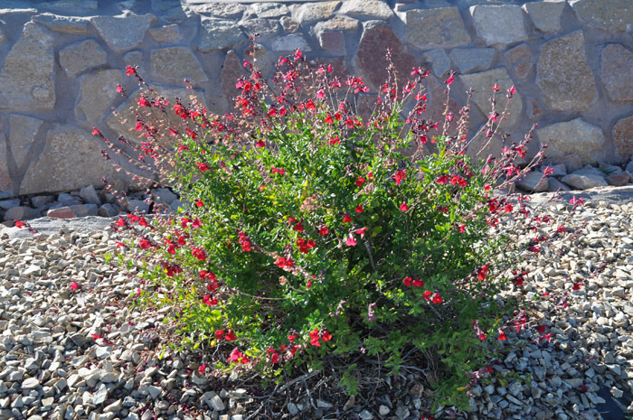 Plant photo of: Salvia greggii