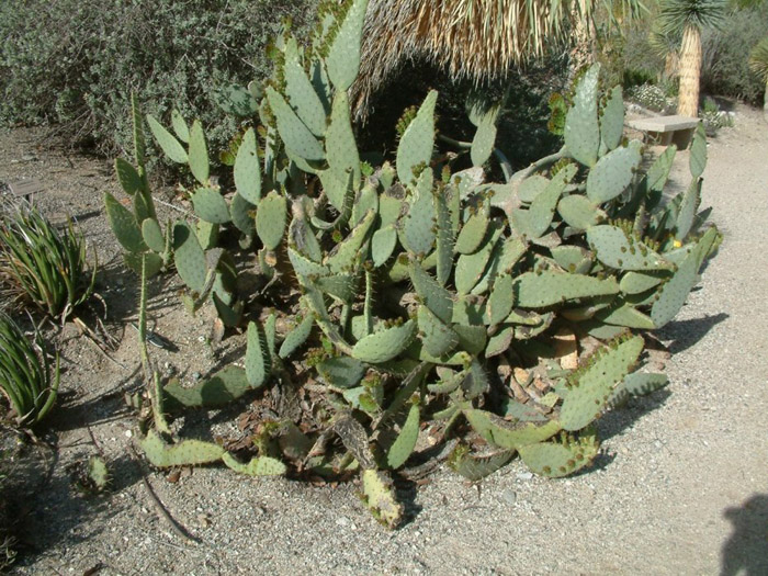 Plant photo of: Opuntia engelmannii var. lindheimeri