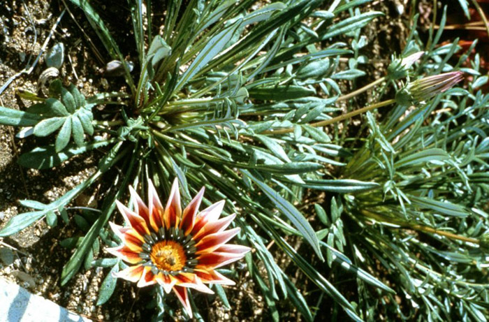 Plant photo of: Gazania rigens leucolaena 'Sunburst'