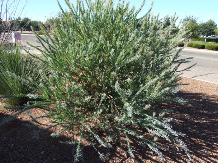Plant photo of: Acacia cultriformis